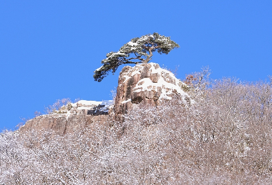 동고송 冬孤松